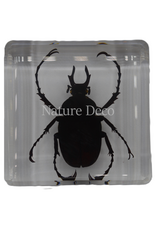 . Dicronocephalus adamsi in resin 4 x 4 x 2 cm