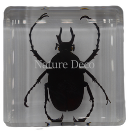 . Dicronocephalus adamsi ( Beetle ) in resin