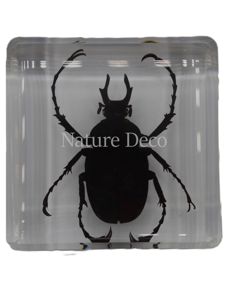 . Dicronocephalus adamsi in resin 4 x 4 x 2 cm
