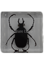 . Dicronocephalus adamsi in hars 4 x 4 x 2 cm