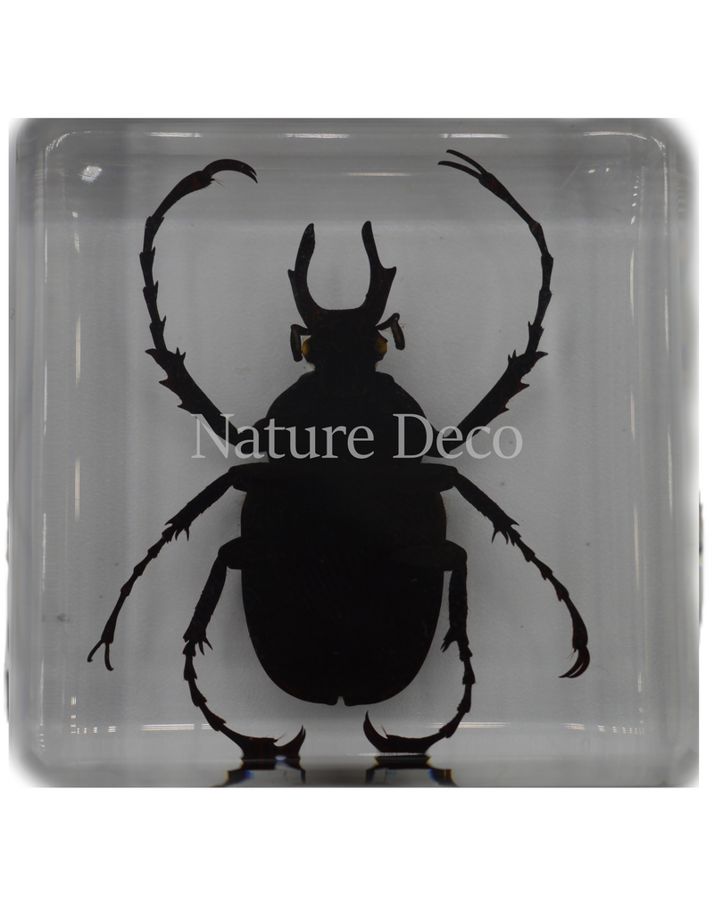 . Dicronocephalus adamsi in hars 4 x 4 x 2 cm