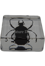 . Dicronocephalus adamsi in hars 4 x 4 x 2 cm