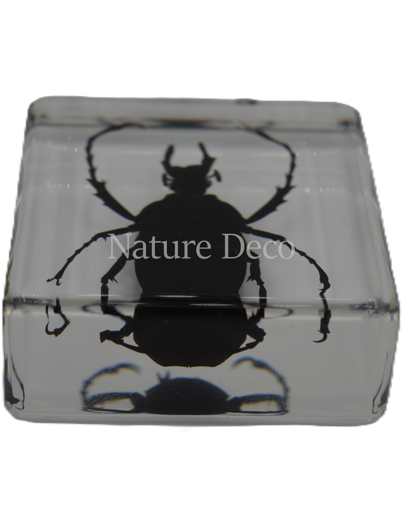 . Dicronocephalus adamsi in resin 4 x 4 x 2 cm