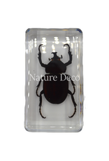 . Unicorn beetle in resin 7,5 x 4 x 2 cm