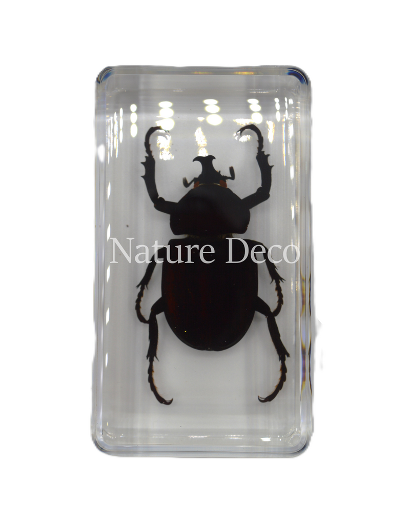 . Unicorn beetle in resin 7,5 x 4 x 2 cm