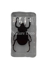 . Unicorn beetle in resin 7,5 x 4 x 2 cm