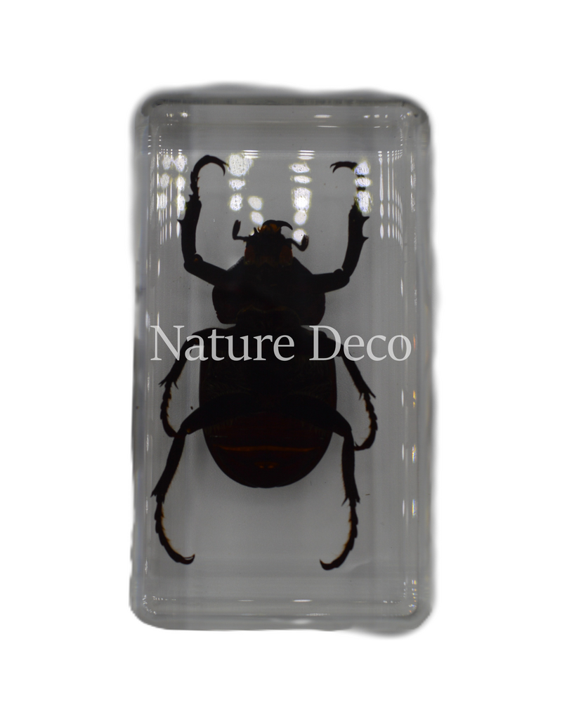 . Unicorn beetle in resin 7,5 x 4 x 2 cm