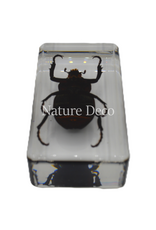 . Unicorn beetle in resin 7,5 x 4 x 2 cm