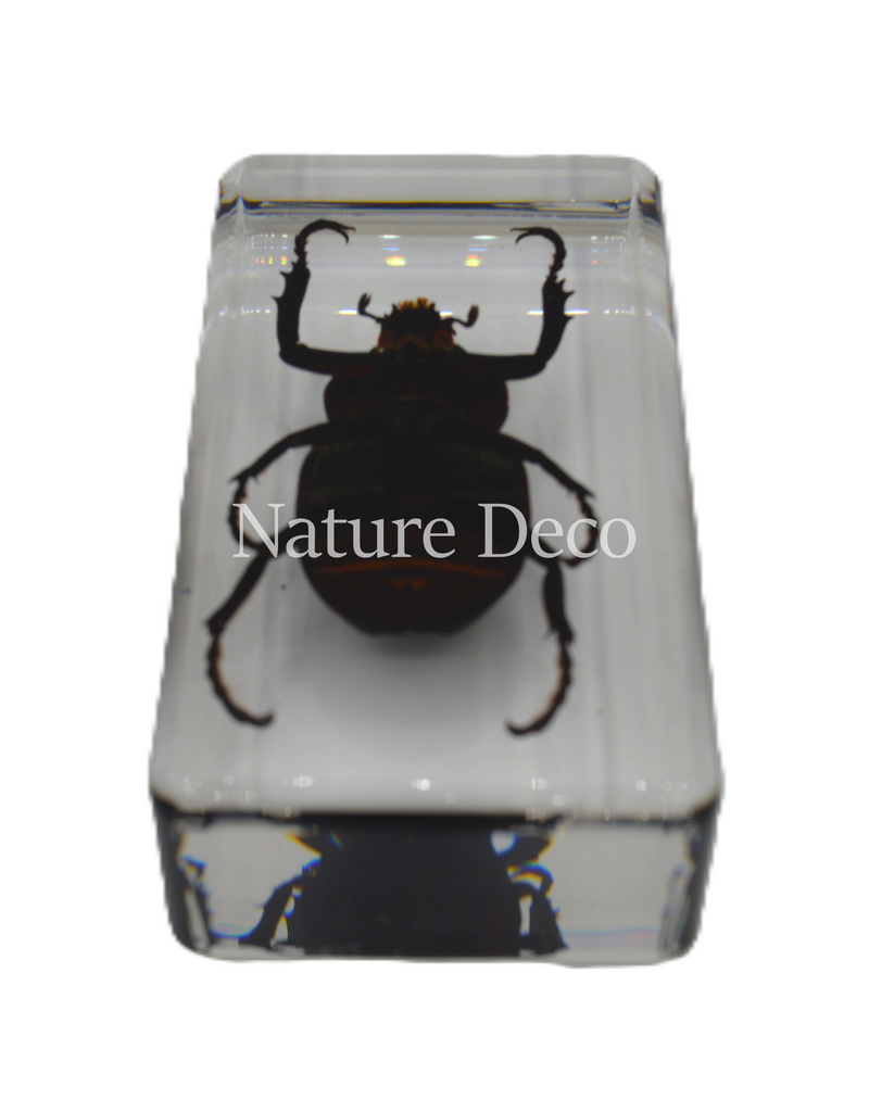 . Neushoorn kever in hars 7,5 x 4 x 2 cm