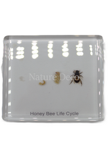 . Honey bee lifecycle in resin small