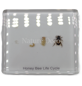 . Honey bee lifecycle in resin small