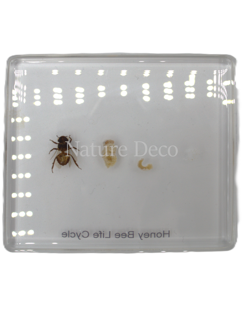 . Honey bee lifecycle in resin small