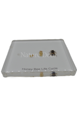 . Honey bee lifecycle in resin small