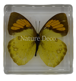 . Ixias pyren ( butterfly ) in resin