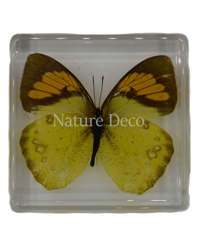 . Ixias pyren in resin