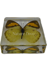 . Ixias pyren in resin