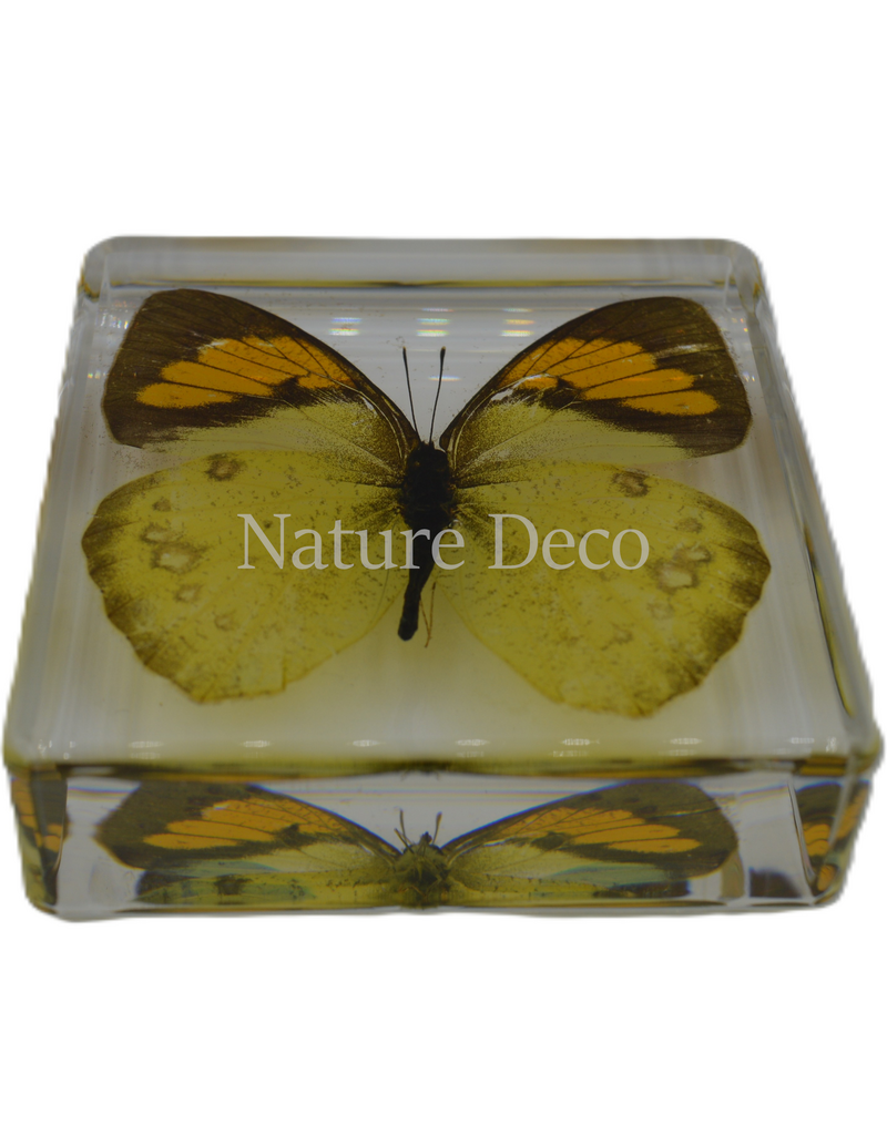 . Ixias pyren in resin