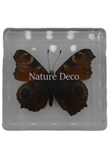 . Peacock pansy ( butterfly ) in resin