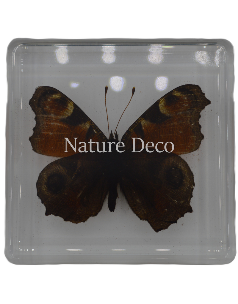 . Peacock pansy ( butterfly ) in resin