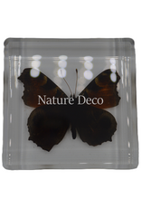 . Peacock pansy ( butterfly ) in resin
