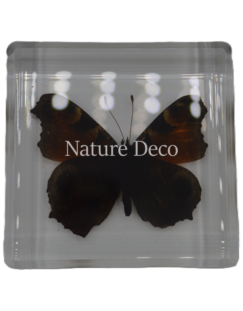 . Peacock pansy ( butterfly ) in resin
