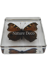 . Peacock pansy ( butterfly ) in resin