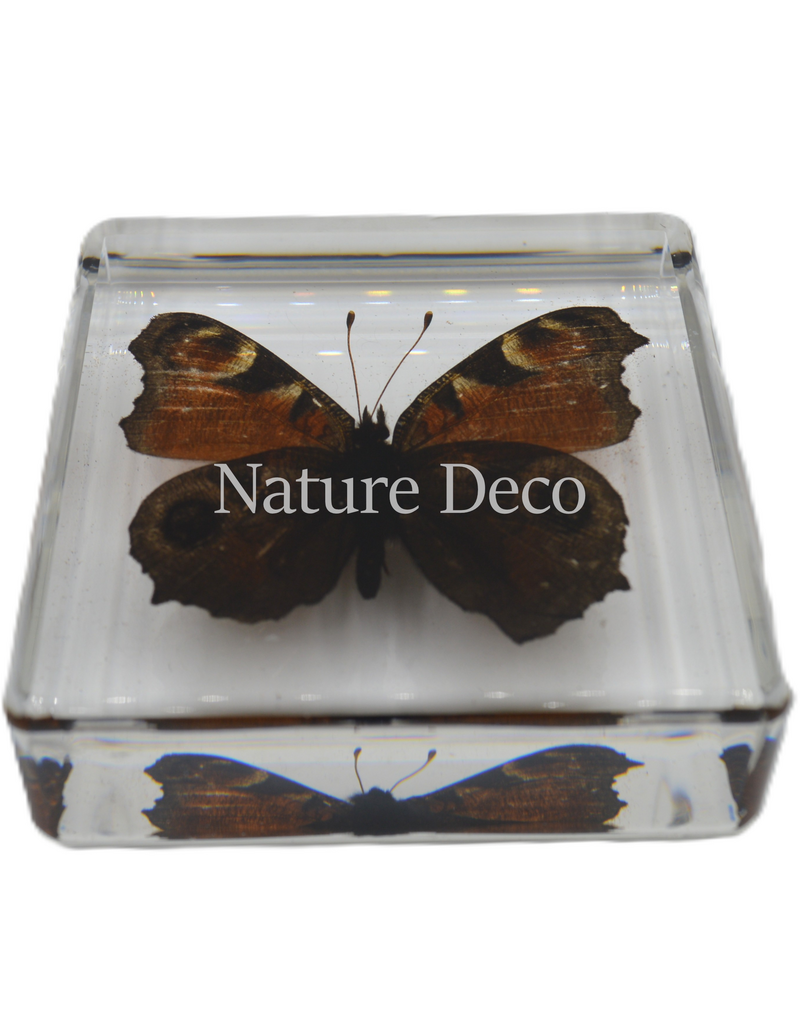 . Peacock pansy ( butterfly ) in resin