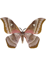 . Unmounted / dried Bunaea aslauga male