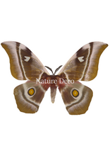 . Unmounted / dried Bunaea aslauga male