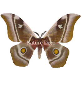 . Unmounted Bunaea aslauga male