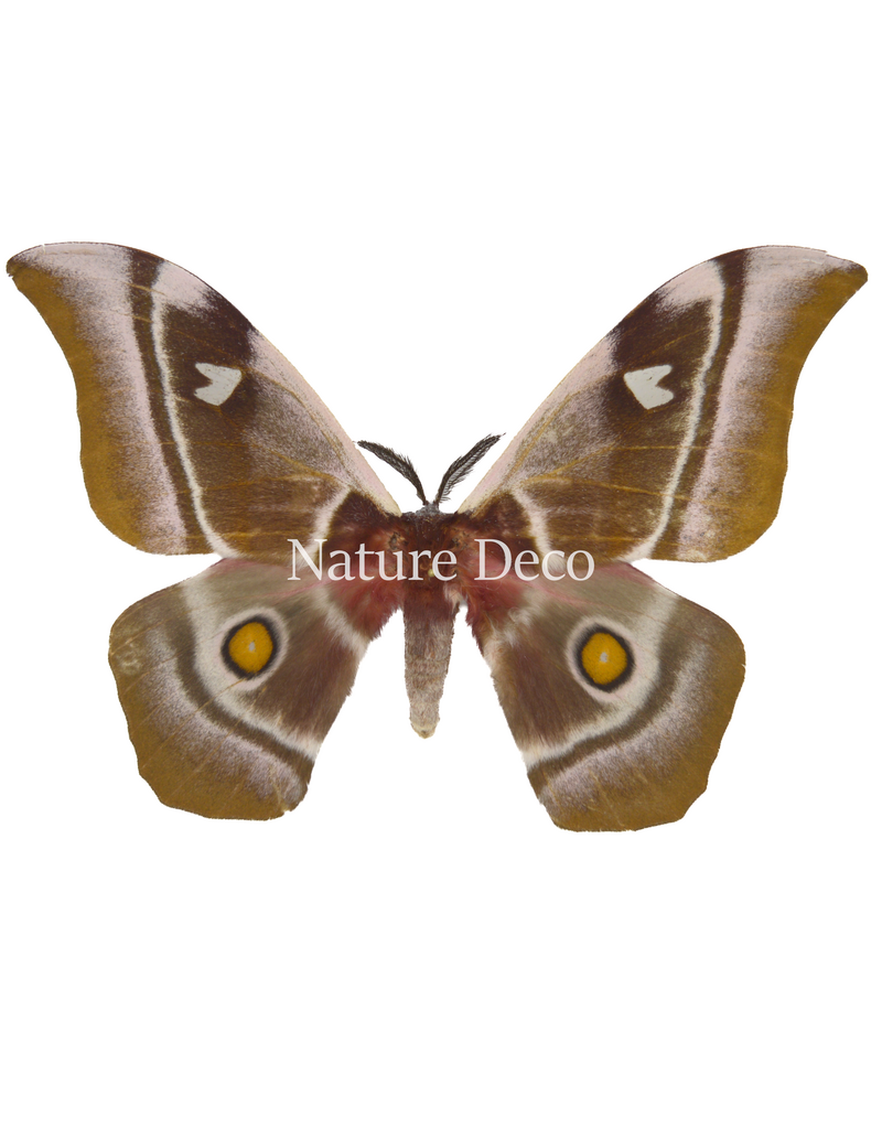 . Unmounted / dried Bunaea aslauga male