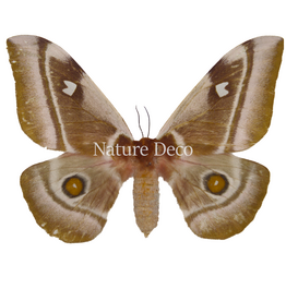 . Unmounted Bunaea aslauga female