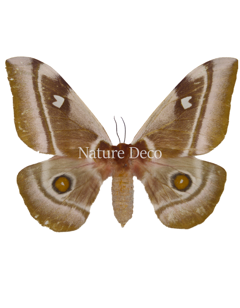 . Unmounted / dried Bunaea aslauga female