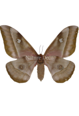 . Unmounted / dried Bunaea aslauga female