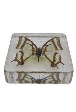 . China Newab-polyura narcaea ( vlinder ) in hars