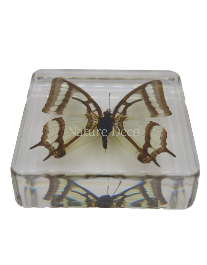 . China Newab-polyura narcaea ( butterfly ) in resin