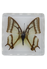 . China Newab-polyura narcaea ( butterfly ) in resin