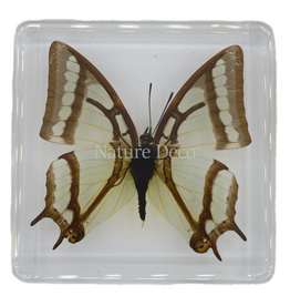 . China Newab-polyura narcaea ( butterfly ) in resin