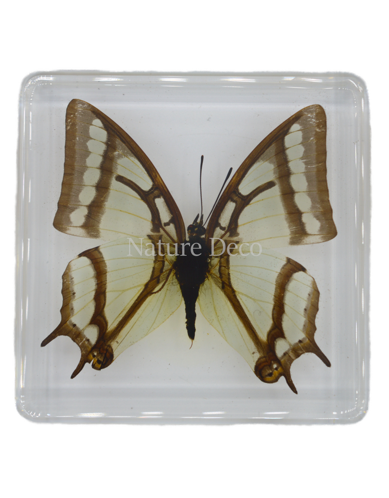 . China Newab-polyura narcaea ( vlinder ) in hars