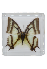 . China Newab-polyura narcaea ( vlinder ) in hars