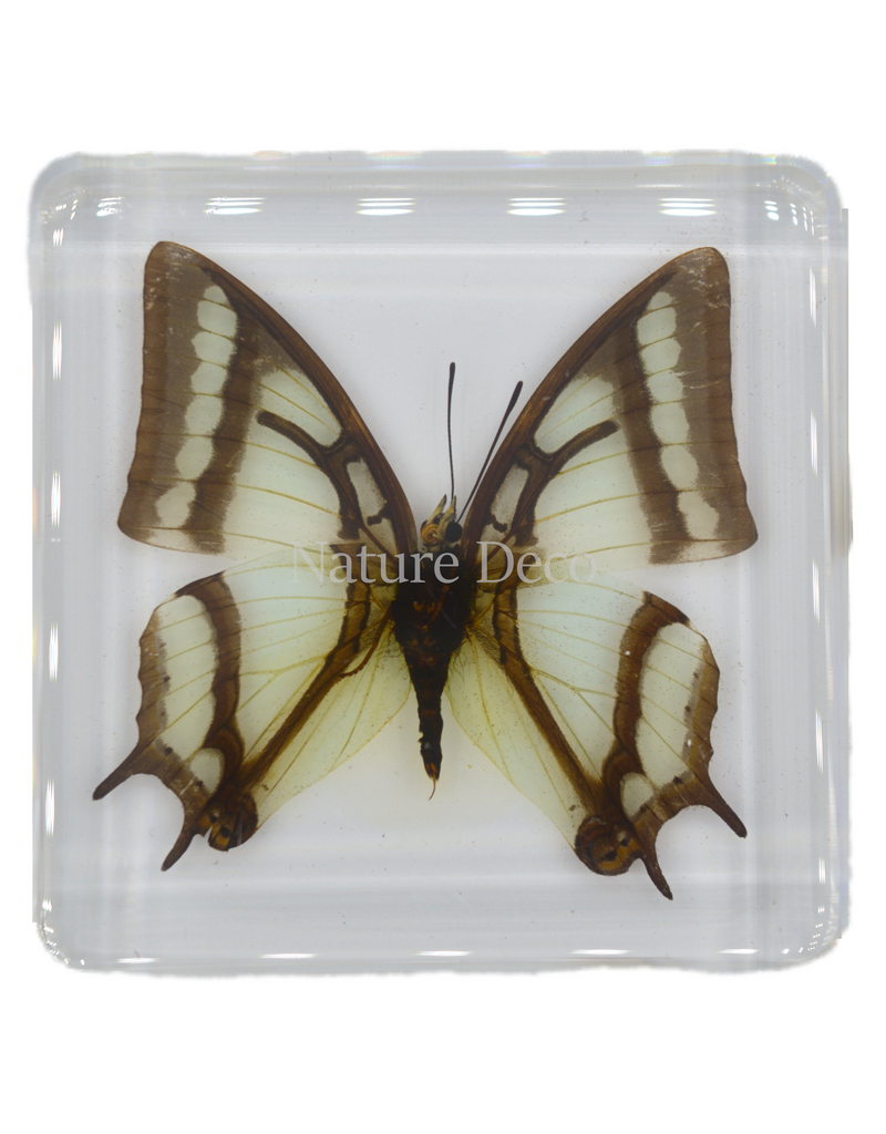 . China Newab-polyura narcaea ( vlinder ) in hars