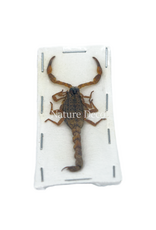. Unmounted white scorpion