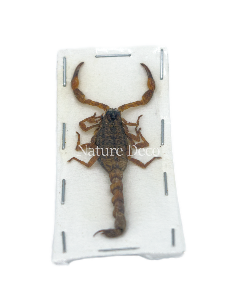 . Unmounted white scorpion