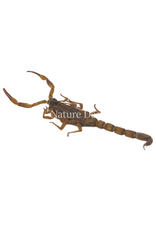 . Unmounted white scorpion