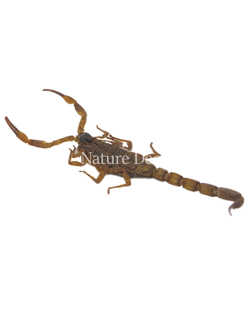 . Unmounted white scorpion
