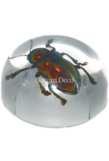 . Insect in drop #8 ( beetle )