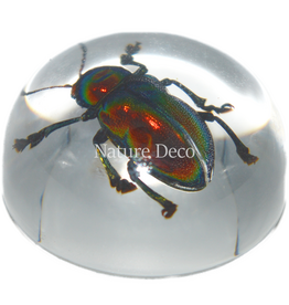 . Insect in druppel #8
