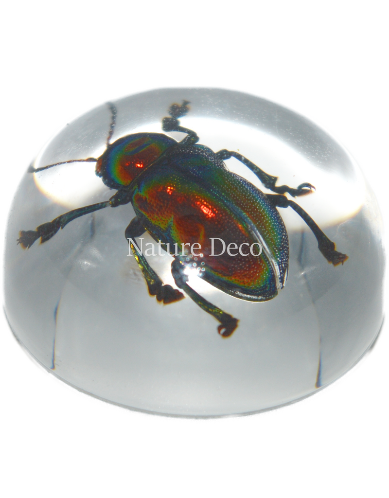 . Insect in druppel #8 ( kever )