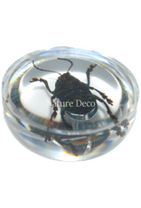 . Insect in druppel #8 ( kever )