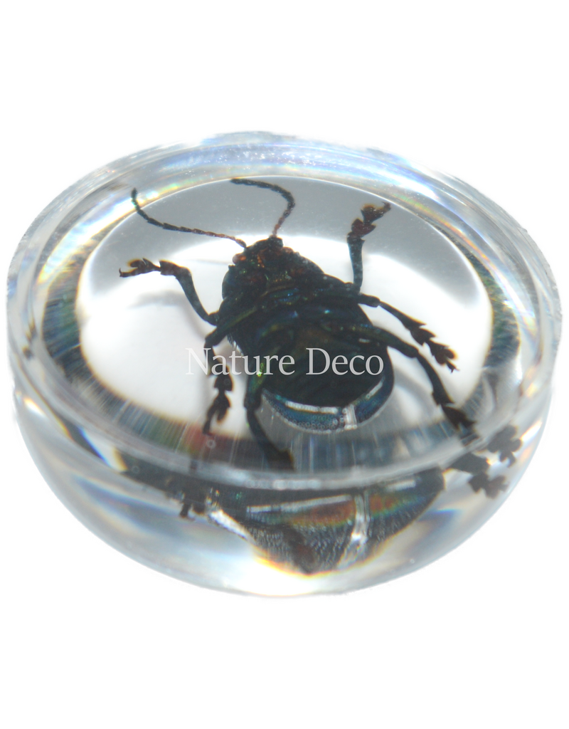 . Insect in druppel #8 ( kever )
